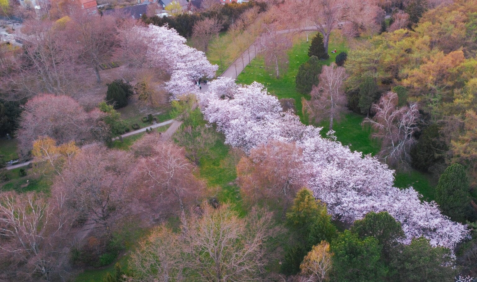 cherry-blossom-bispebjerg-kirkegård-drone-photo