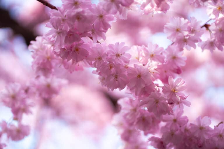 cherry-blossom-trees-copenhagen