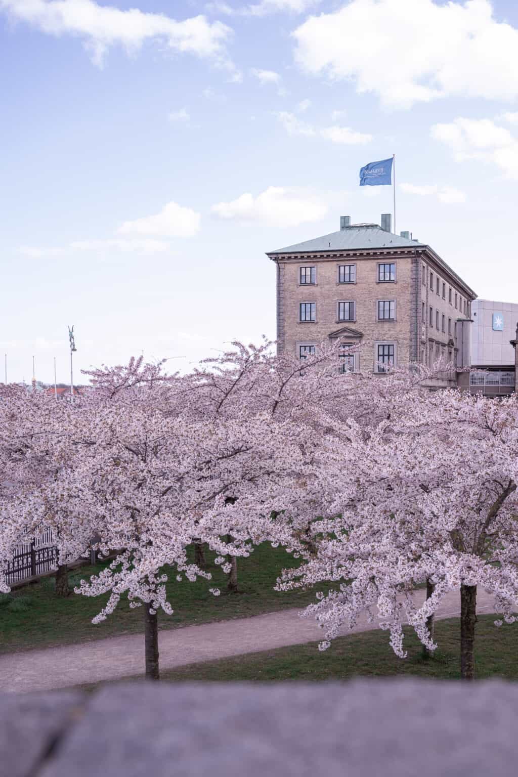cherry-blossom-maersk-office-langelinie
