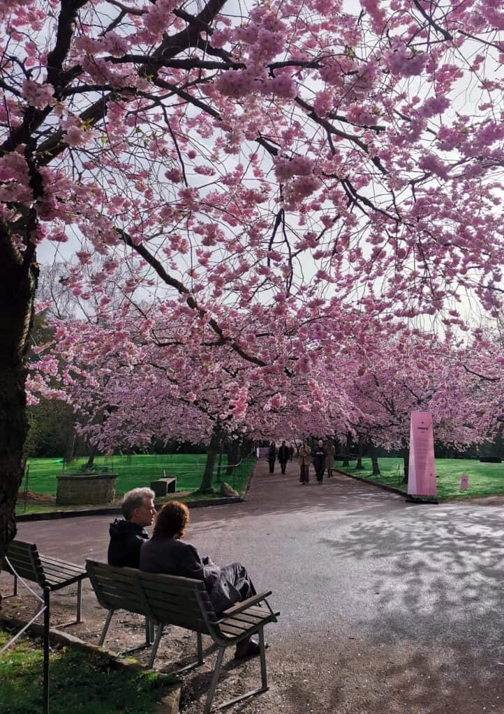 cherry-blossom-bispebjerg-kirkegård-copenhagen