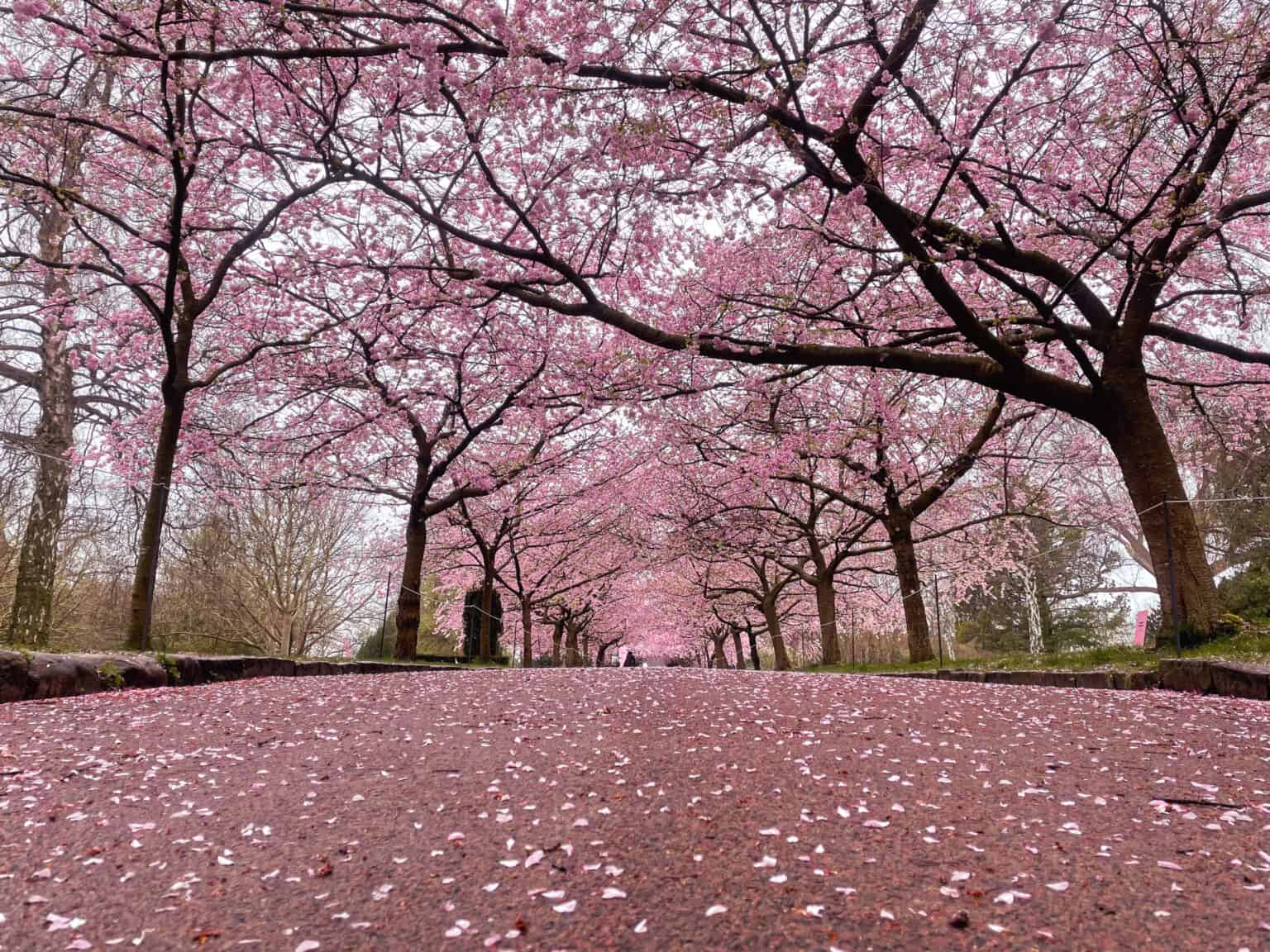 cherry-blossom-bispebjerg-kirkegård